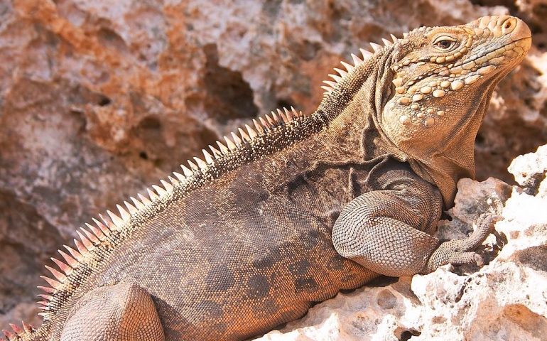 Iguana cubana