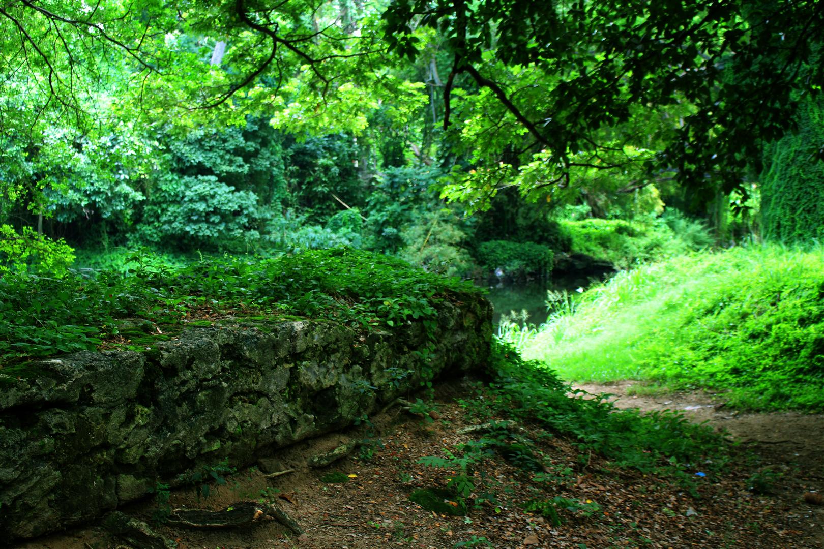 bosque habana 2