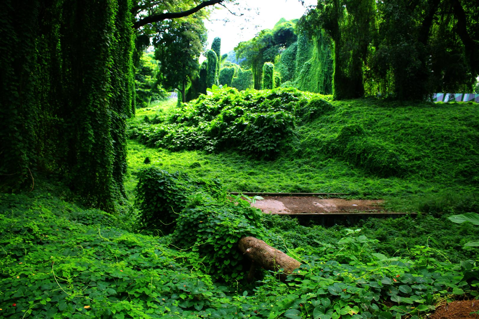 bosque habana 1