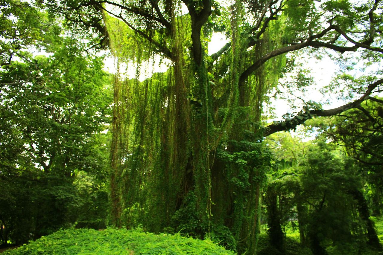 bosque habana 3