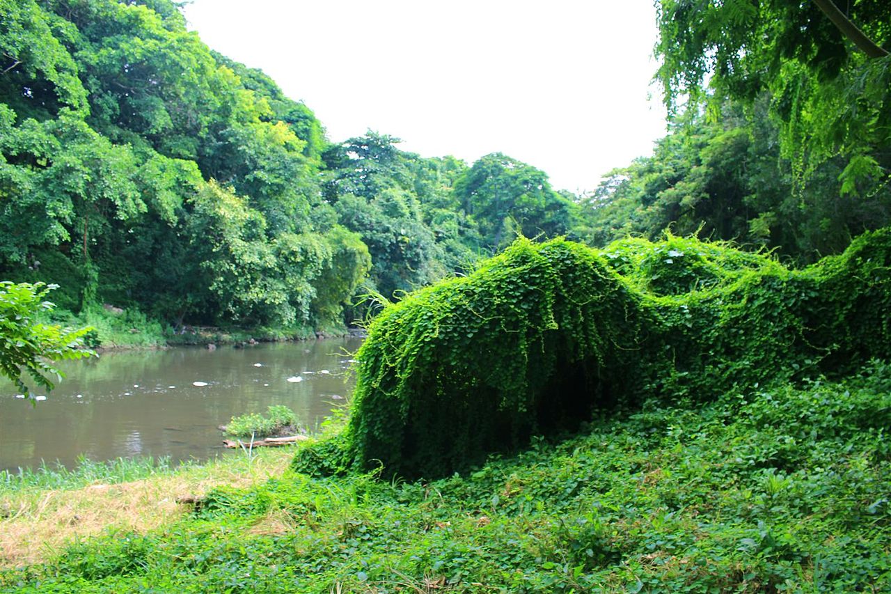 bosque habana 4