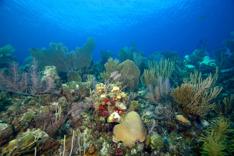 Cayo Coco