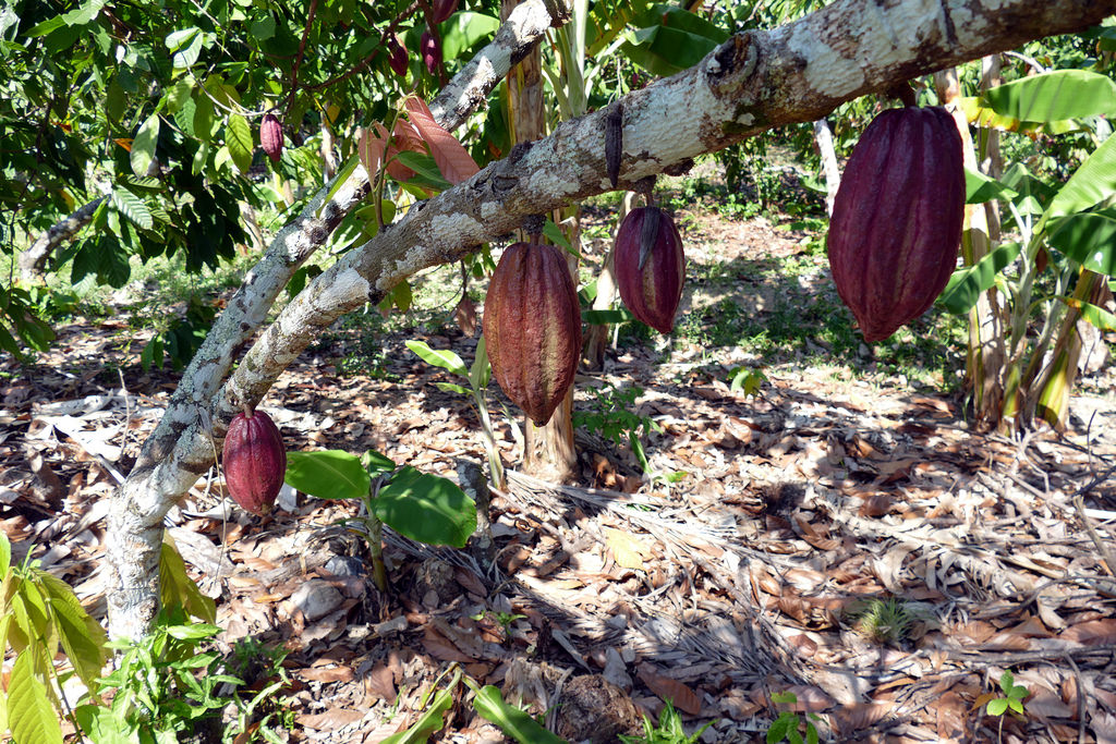 Cacao en Baracoa