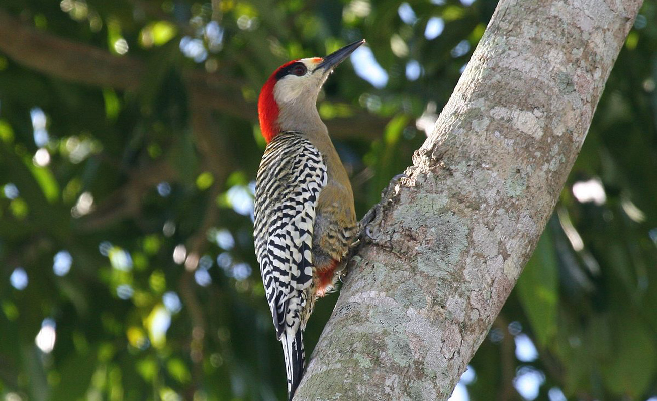 Carpintero Jabado