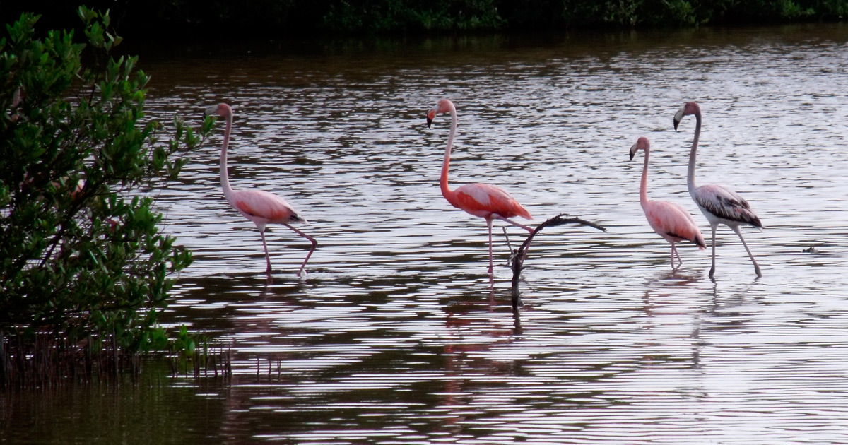 flamencos en cuba