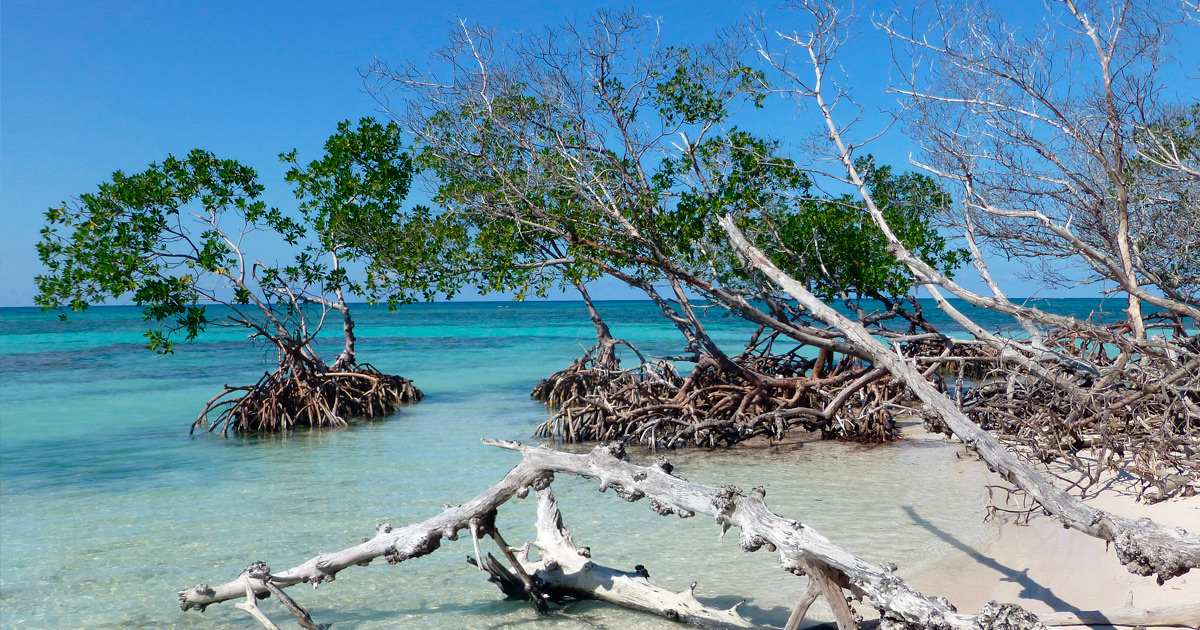 Cayo Jutías