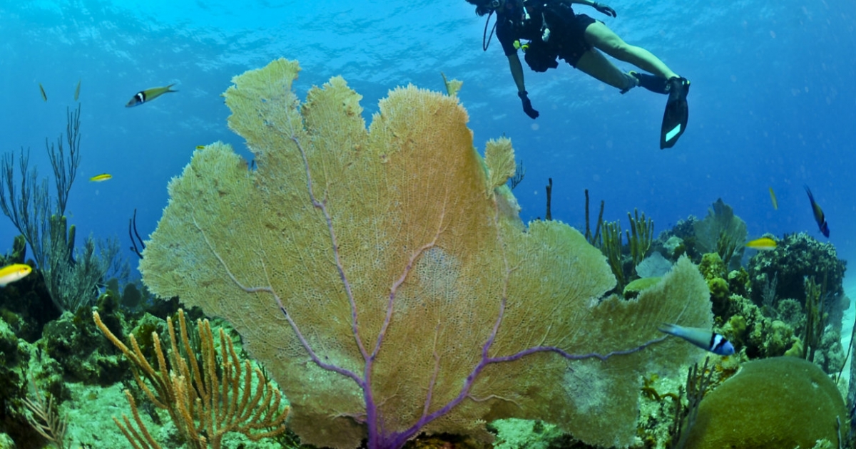 Cayo Coco buceo