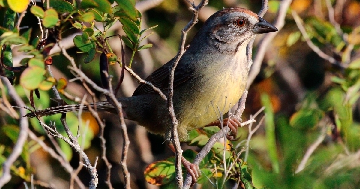 Cabrerito de la Ciénaga