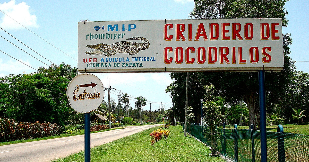 Criadero cocodrilo