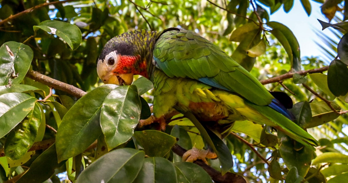 Guacamayo cubano