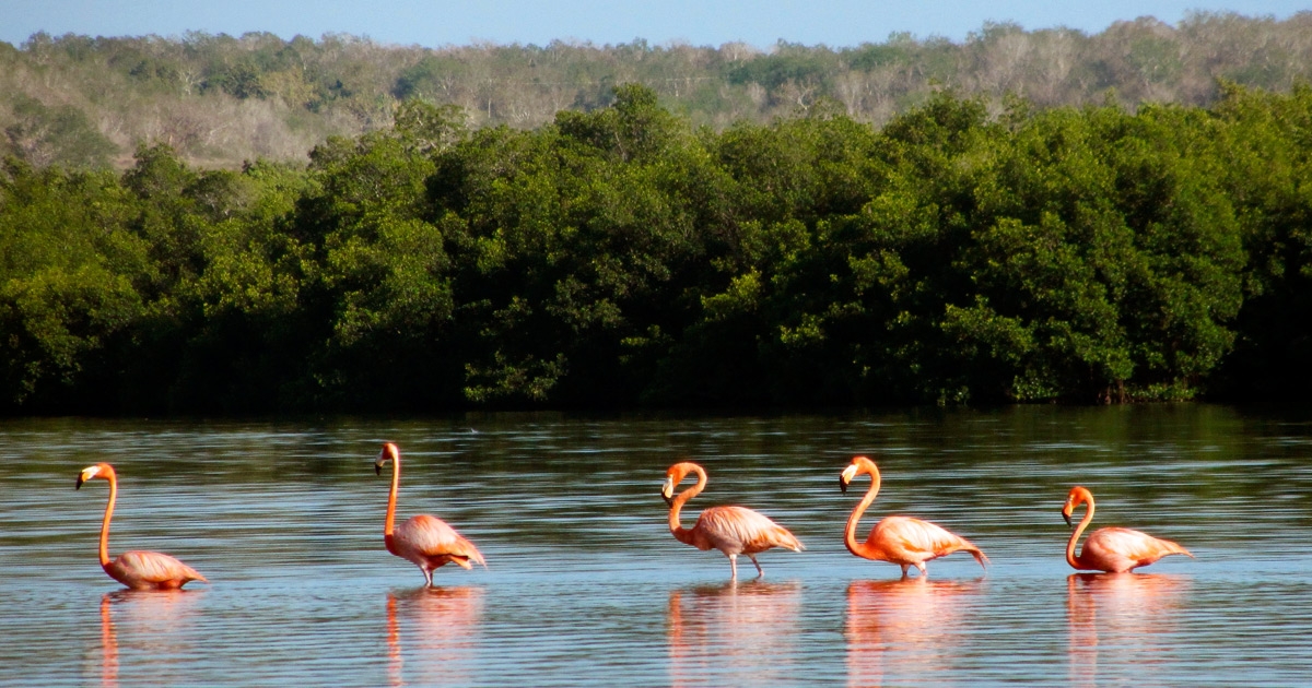 Guanaroca