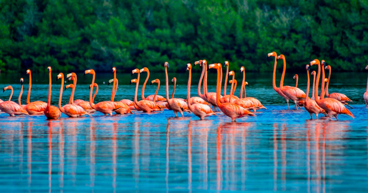 Aves en Guanaroca