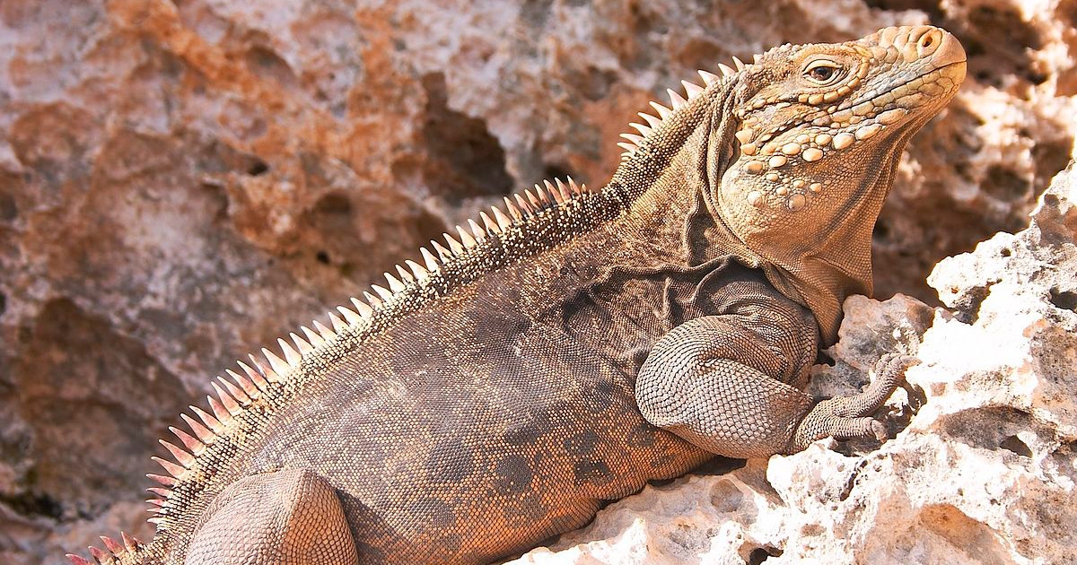 Iguana cubana