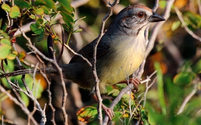 Cabrerito de la Ciénaga