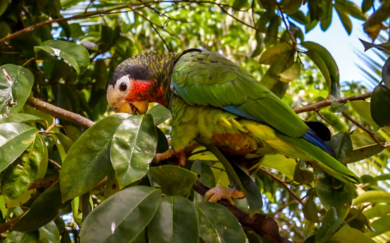 Guacamayo cubano