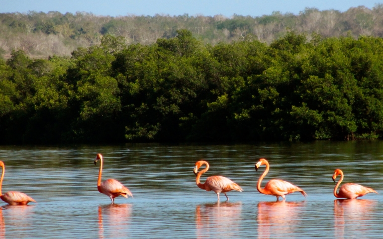 Guanaroca