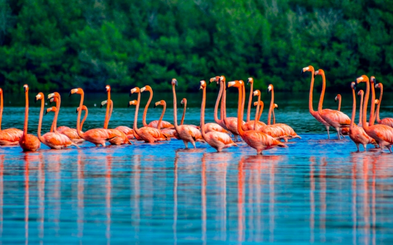 Aves en Guanaroca